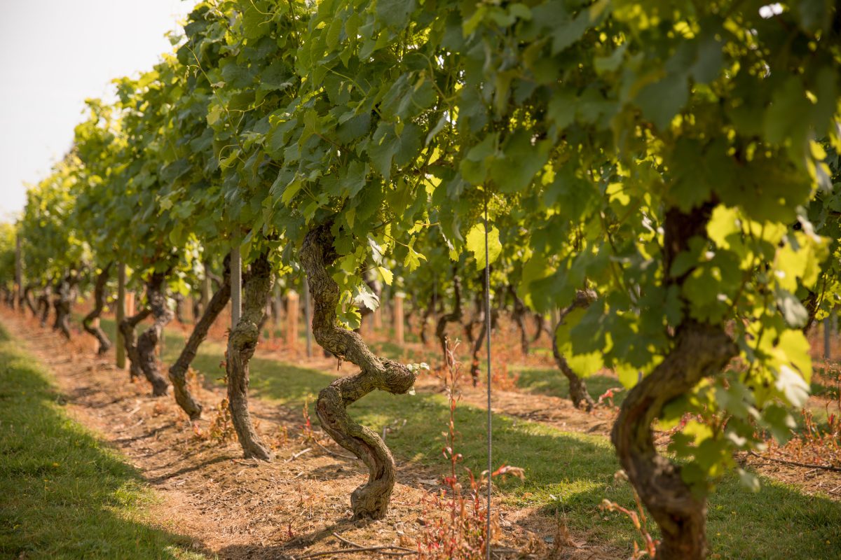 Vinogradi pri Dekanih
