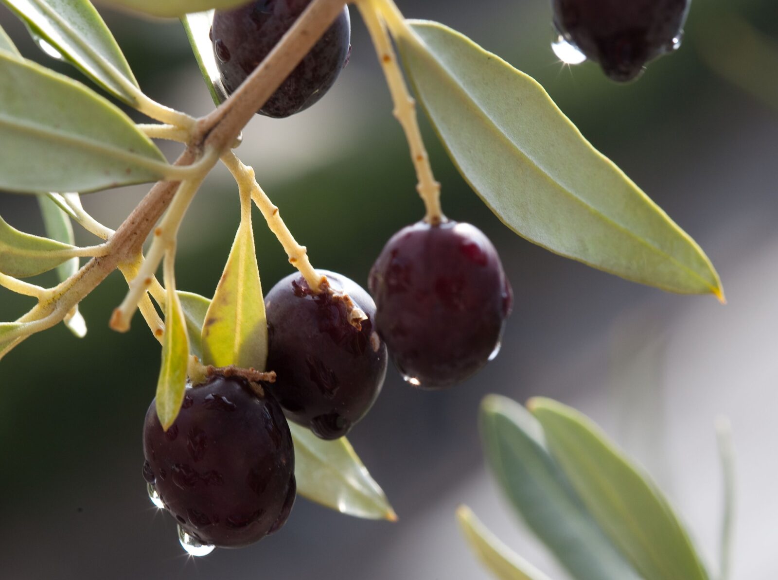 7. Hlajevi dnevi - strokovni posvet o oljkarstvu - ZRS Koper