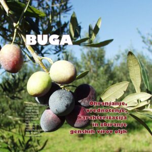 BUGA: Ohranjanje, vrednotenje, karakterizacija in zbiranje genskih virov oljk