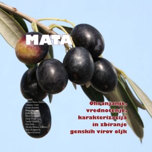MATA: Ohranjanje, vrednotenje, karakterizacija in zbiranje genskih virov oljk