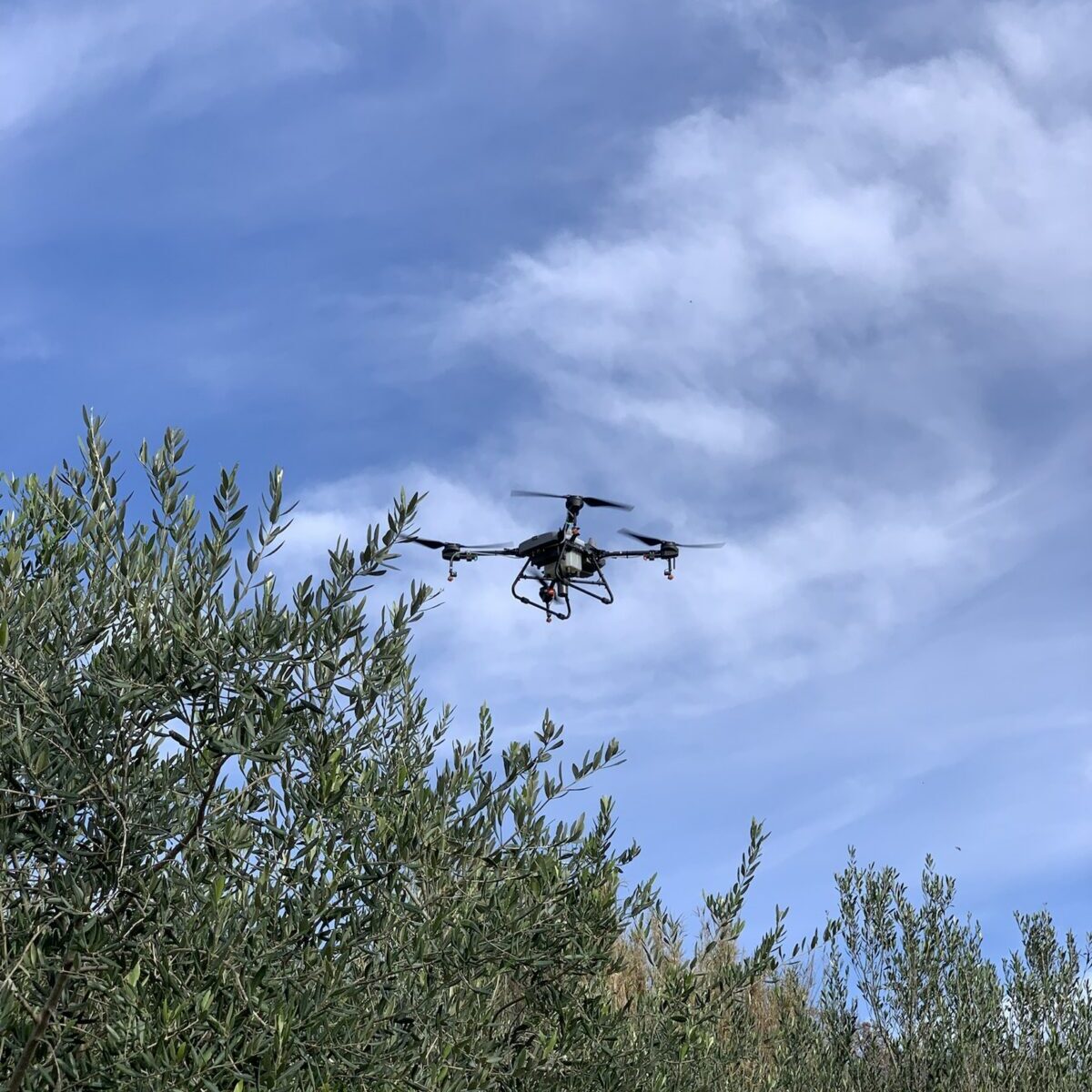 Dron leti v zraku nad oljčnikom.