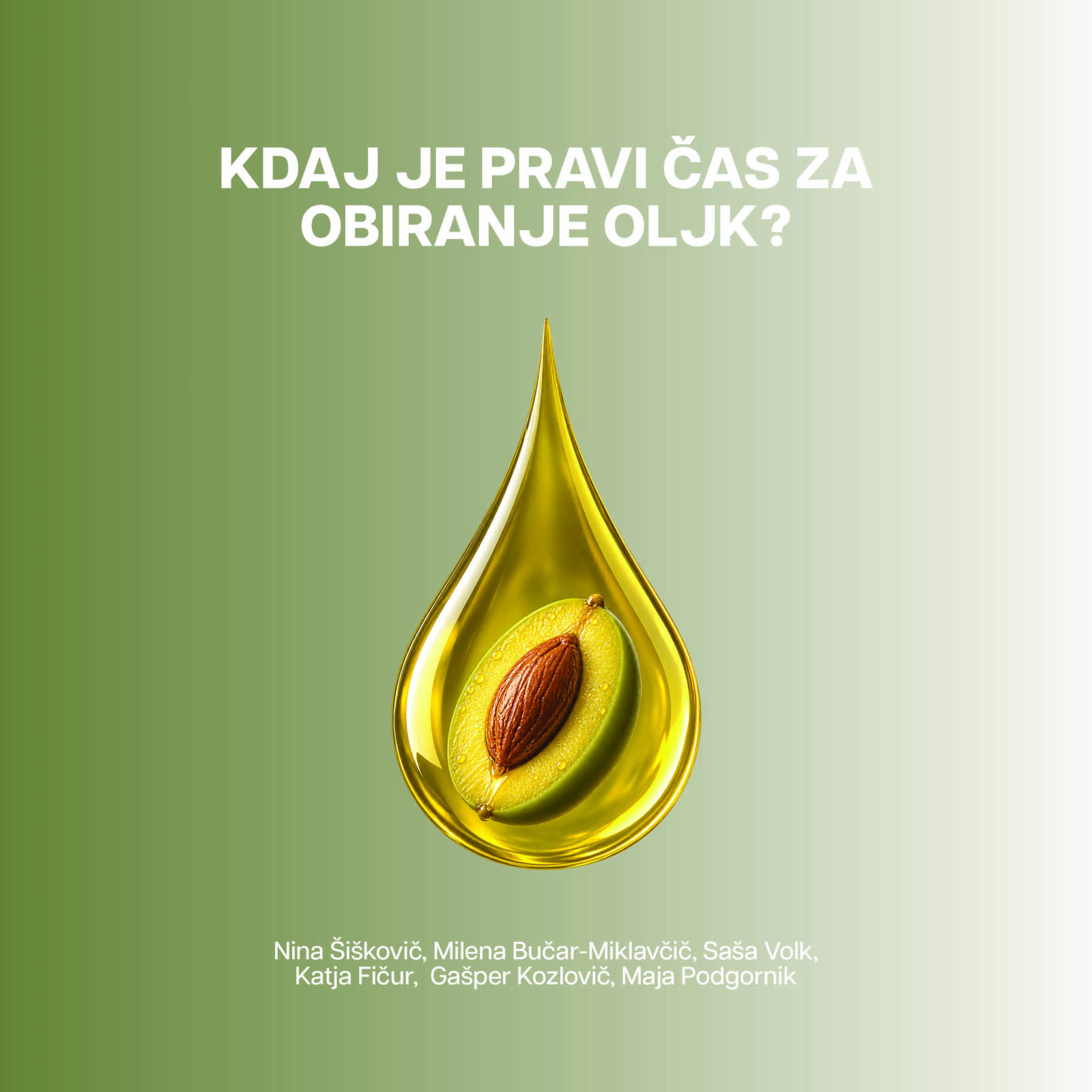 KDAJ JE PRAVI ČAS ZA OBIRANJE OLJK?